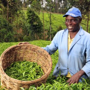 Healthy Diets for Tea Communities